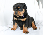 Small Photo #3 Rottweiler Puppy For Sale in EAST EARL, PA, USA