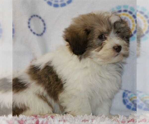 Medium Photo #3 Havanese Puppy For Sale in DANVILLE, PA, USA