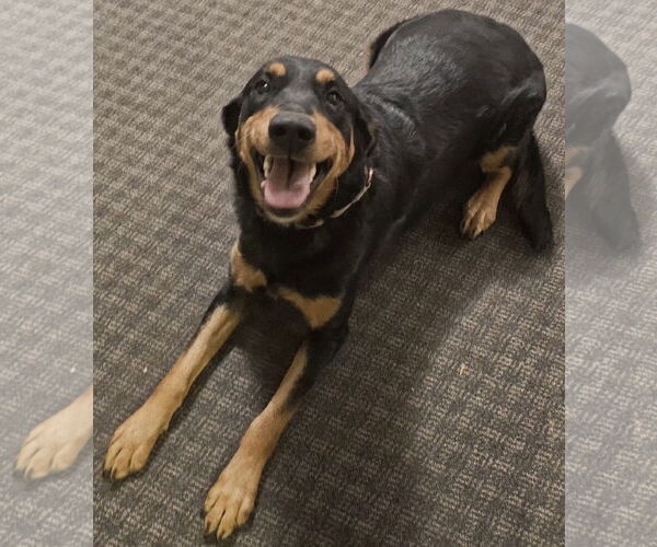 Medium Photo #3 Rottweiler-Unknown Mix Puppy For Sale in Brooklyn Center, MN, USA