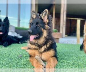 German Shepherd Dog Dog for Adoption in PINON HILLS, California USA