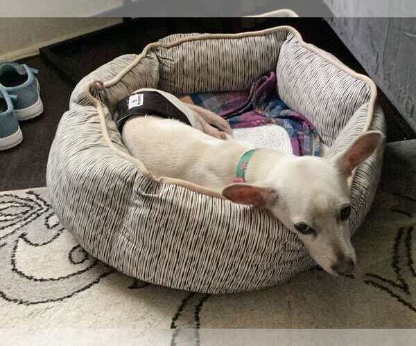 Medium Photo #2 Chihuahua-Unknown Mix Puppy For Sale in Spring Lake, NC, USA
