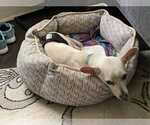 Small #1 Chihuahua Mix