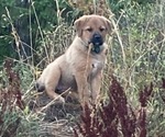 Small #5 Great Pyrenees-Rottweiler Mix