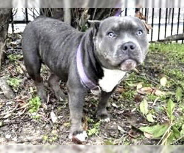 Medium Photo #1 Mutt Puppy For Sale in Houston, TX, USA