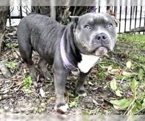 Mutt Dogs for adoption in Houston, TX, USA