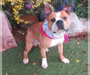 Staffordshire Bull Terrier-Unknown Mix Dogs for adoption in Oklahoma City, OK, USA
