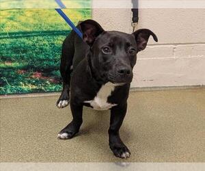 Dachshund-Unknown Mix Dogs for adoption in Moreno Valley, CA, USA