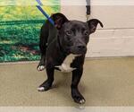 Small Dachshund Mix