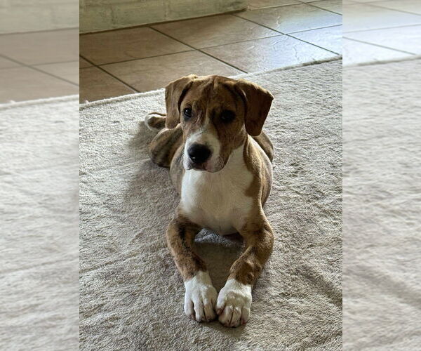 Medium Photo #2 Beagle-Unknown Mix Puppy For Sale in FRAMINGHAM, MA, USA