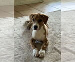 Small #1 Beagle Mix