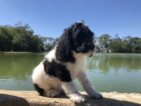 Medium Photo #8 Poodle (Standard) Puppy For Sale in AUGSBURG, IL, USA