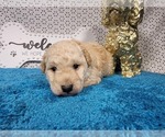 Small Photo #20 Goldendoodle mix (+ Poodle Toy) Puppy For Sale in BLACK FOREST, CO, USA
