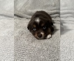 Puppy Ruby Miniature Australian Shepherd