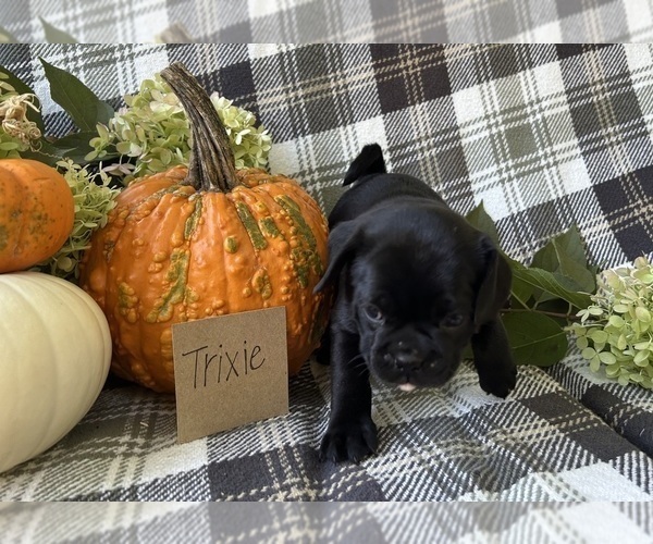 Medium Photo #3 Puggle Puppy For Sale in ELKTON, VA, USA