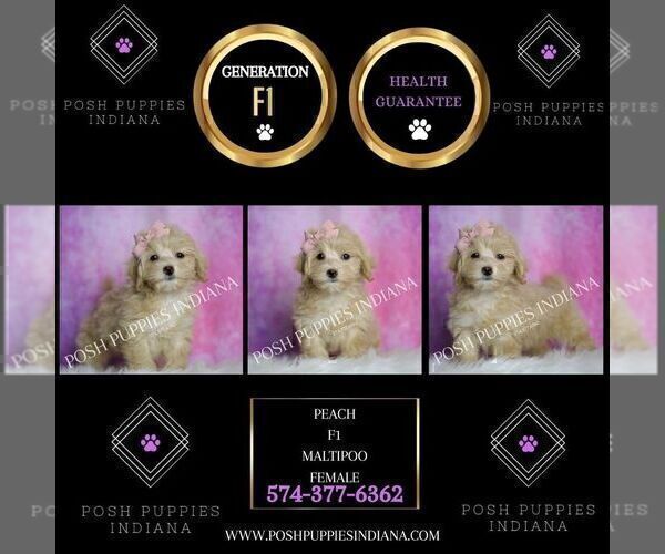 Medium Photo #37 Maltipoo (Miniature) Puppy For Sale in WARSAW, IN, USA
