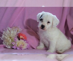 Jack Russell Terrier-Poodle (Toy) Mix Puppy for sale in FREDERICKSBG, OH, USA