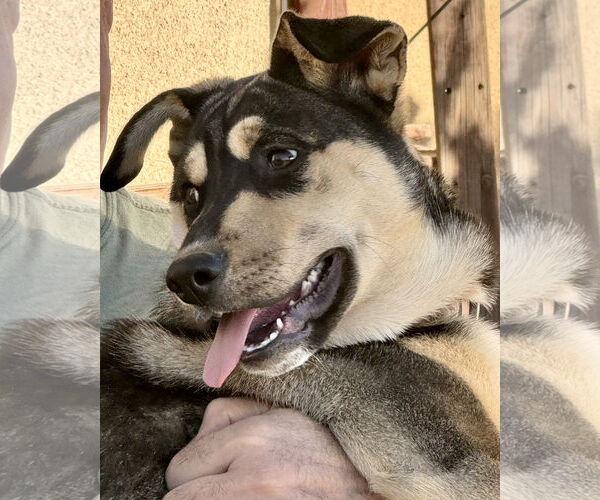 Medium Photo #3 Gerberian Shepsky Puppy For Sale in Corona, CA, USA