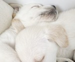 Small #3 Labrador Retriever