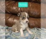 Small Photo #5 Chizer Puppy For Sale in MONTEZUMA, GA, USA