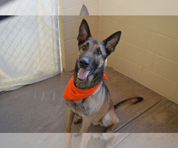 Medium Photo #3 German Shepherd Dog-Unknown Mix Puppy For Sale in McKinney, TX, USA