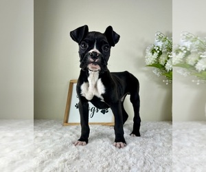 Boxer Puppy for sale in GREENFIELD, IN, USA