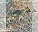 Small Photo #4 Malinois Puppy For Sale in GROVE, OK, USA