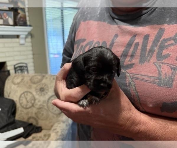 Medium Photo #4 Schweenie Puppy For Sale in DOTHAN, AL, USA