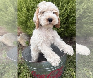 Cockapoo (Miniature) Puppy for sale in MIDDLEBURY, IN, USA