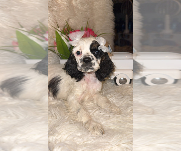 Medium Photo #4 Cocker Spaniel Puppy For Sale in HESPERIA, CA, USA