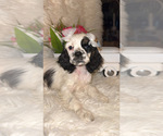 Small #3 Cocker Spaniel