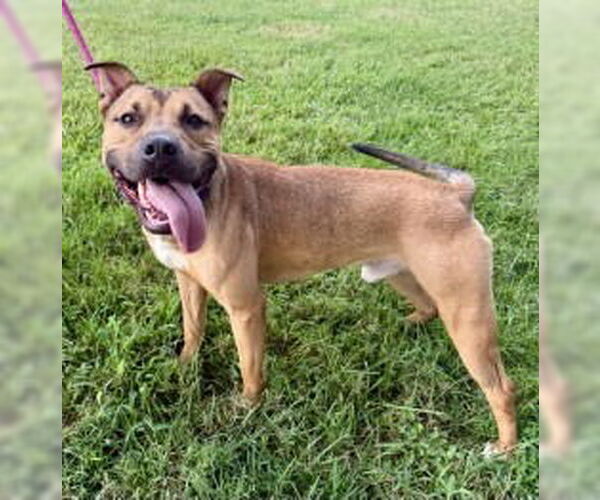 Medium Photo #1 Mutt Puppy For Sale in Glen Allen, VA, USA