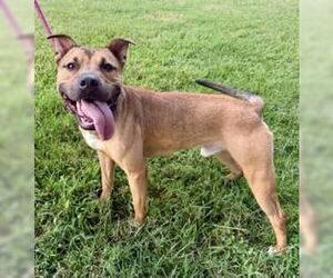 Mutt Dogs for adoption in Glen Allen, VA, USA