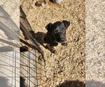 Small Photo #4 Doberman Pinscher-Labrador Retriever Mix Puppy For Sale in garner, NC, USA