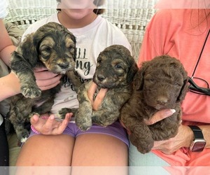 Goldendoodle-Poodle (Standard) Mix Puppy for sale in LOUISA, VA, USA