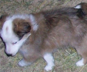 Shetland Sheepdog Puppy for Sale in ROSCOMMON, Michigan USA