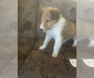 Collie Puppy for sale in GARDEN, MI, USA