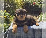 Neva - Female Rottweiler Puppy for Sale - Small photo