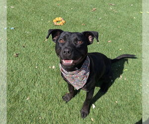 Mutt Dogs for adoption in Calhoun, GA, USA