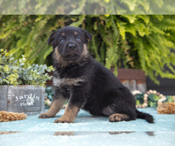 Medium Photo #2 German Shepherd Dog Puppy For Sale in FREDERICKSBURG, OH, USA