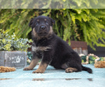 Puppy Addie German Shepherd Dog
