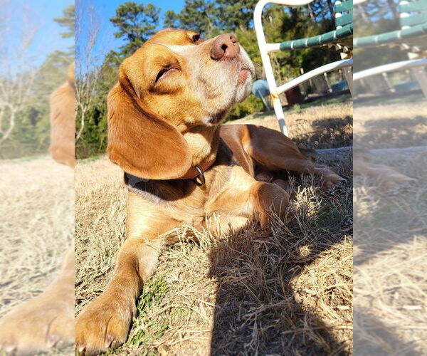 Medium Photo #3 Beagle-Unknown Mix Puppy For Sale in Boston, MA, USA