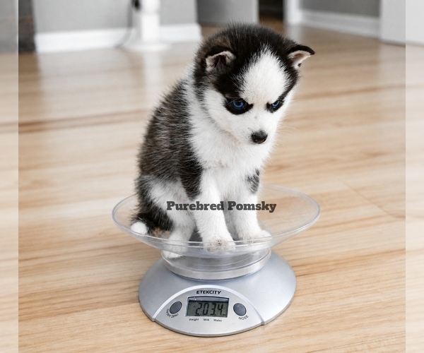 Medium Photo #2 Pomsky Puppy For Sale in KANSAS CITY, MO, USA