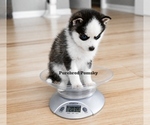 Small #1 Pomsky