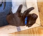 Puppy Blue Collar Labrador Retriever