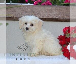 Zuchon Puppy for sale in RISING SUN, MD, USA