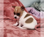 Small Photo #8 Chihuahua Puppy For Sale in MOUNT AIRY, NC, USA
