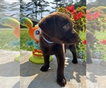 Small #7 Labrador Retriever