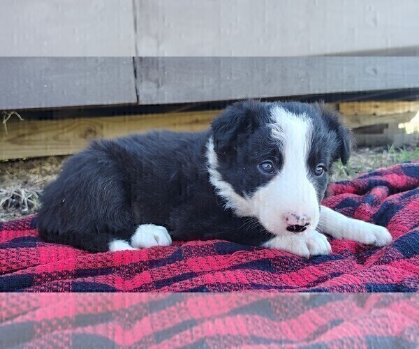 Medium Photo #27 Border Collie Puppy For Sale in NORBORNE, MO, USA