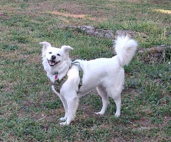 Medium Photo #13 American Eskimo Dog-Unknown Mix Puppy For Sale in Pikesville, MD, USA
