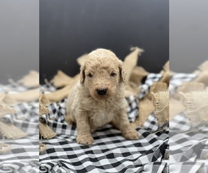 Goldendoodle Puppy for sale in MARYVILLE, MO, USA